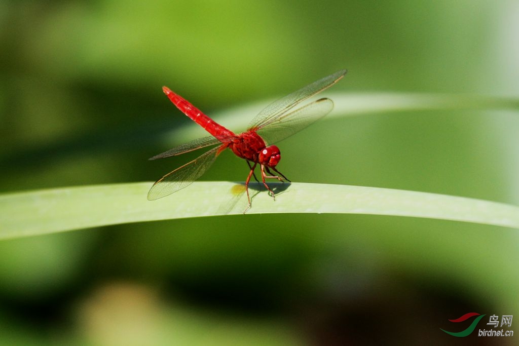 红辣椒蜻蜓