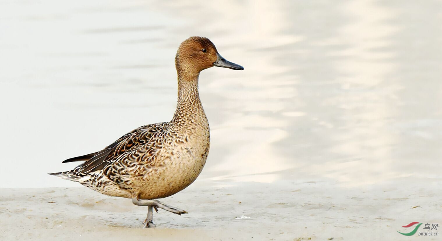 针尾鸭上岸来了