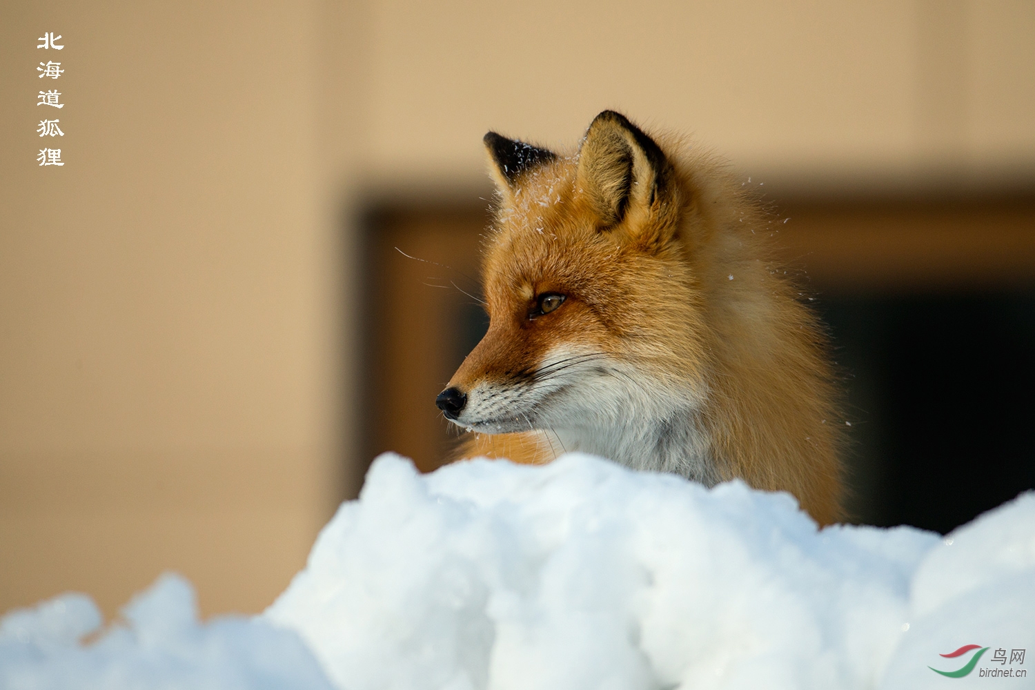 北海道的狐狸2