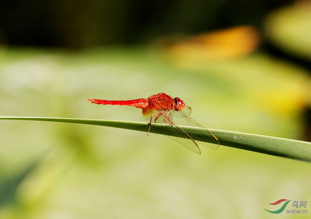 【 蜻蜓】红辣椒