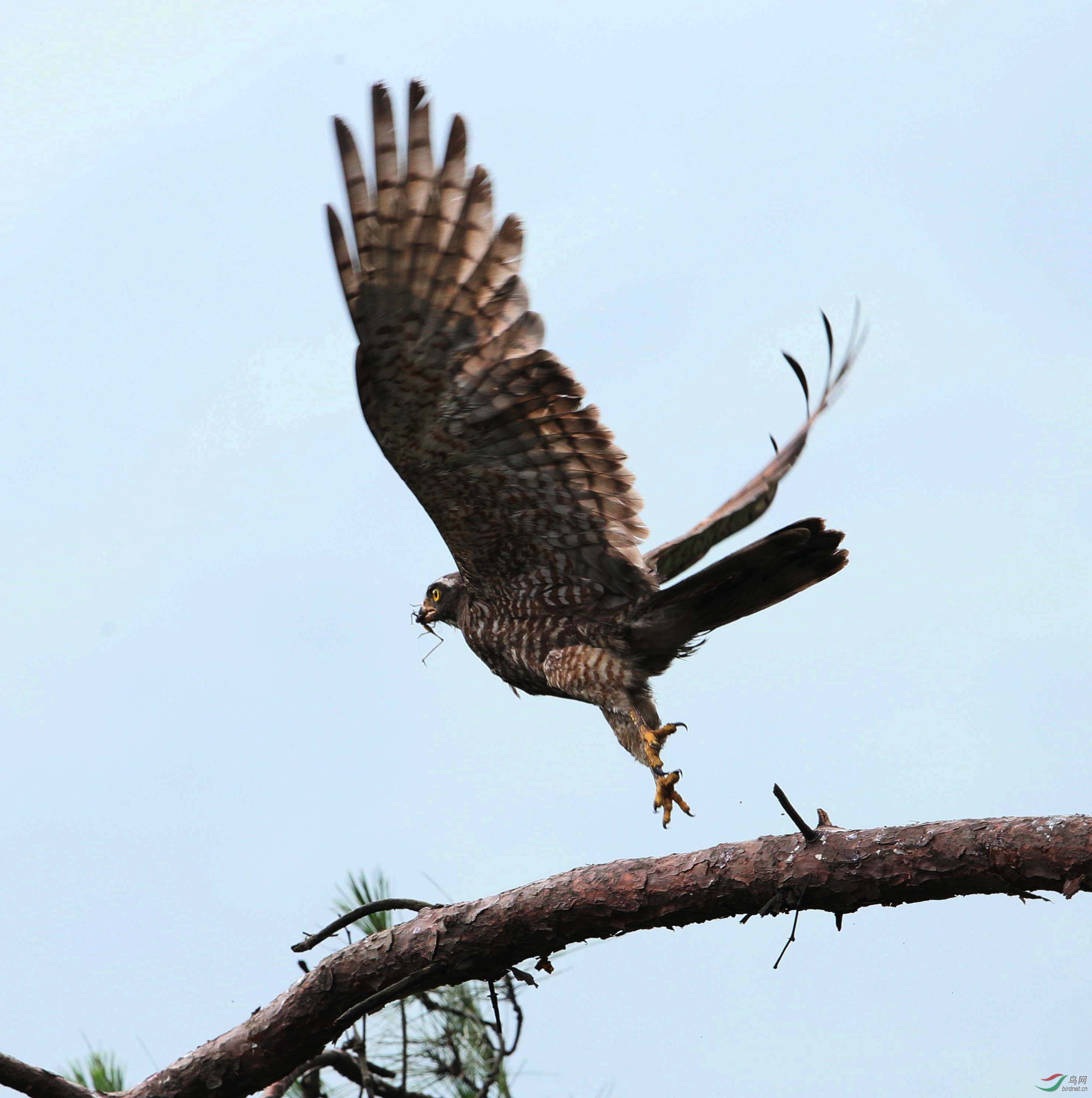 灰脸狂鹰 - 鸟网文化 鸟网
