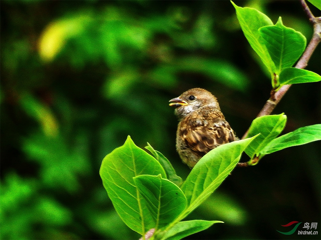 树麻雀幼鸟