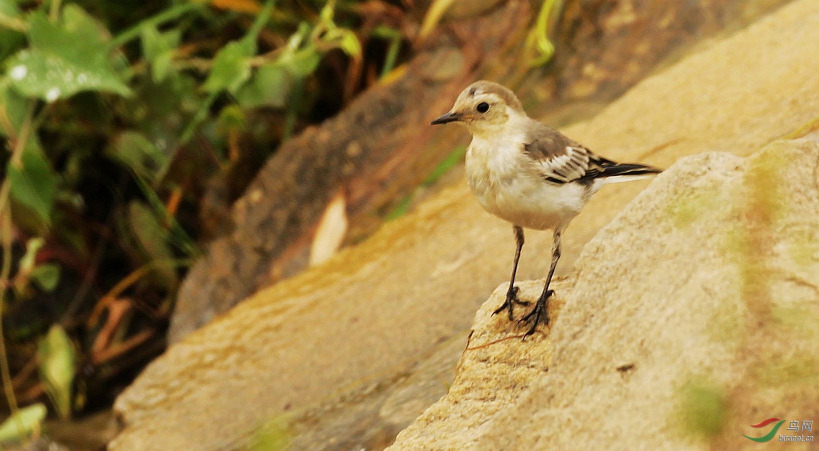 白鶺鴒幼鳥