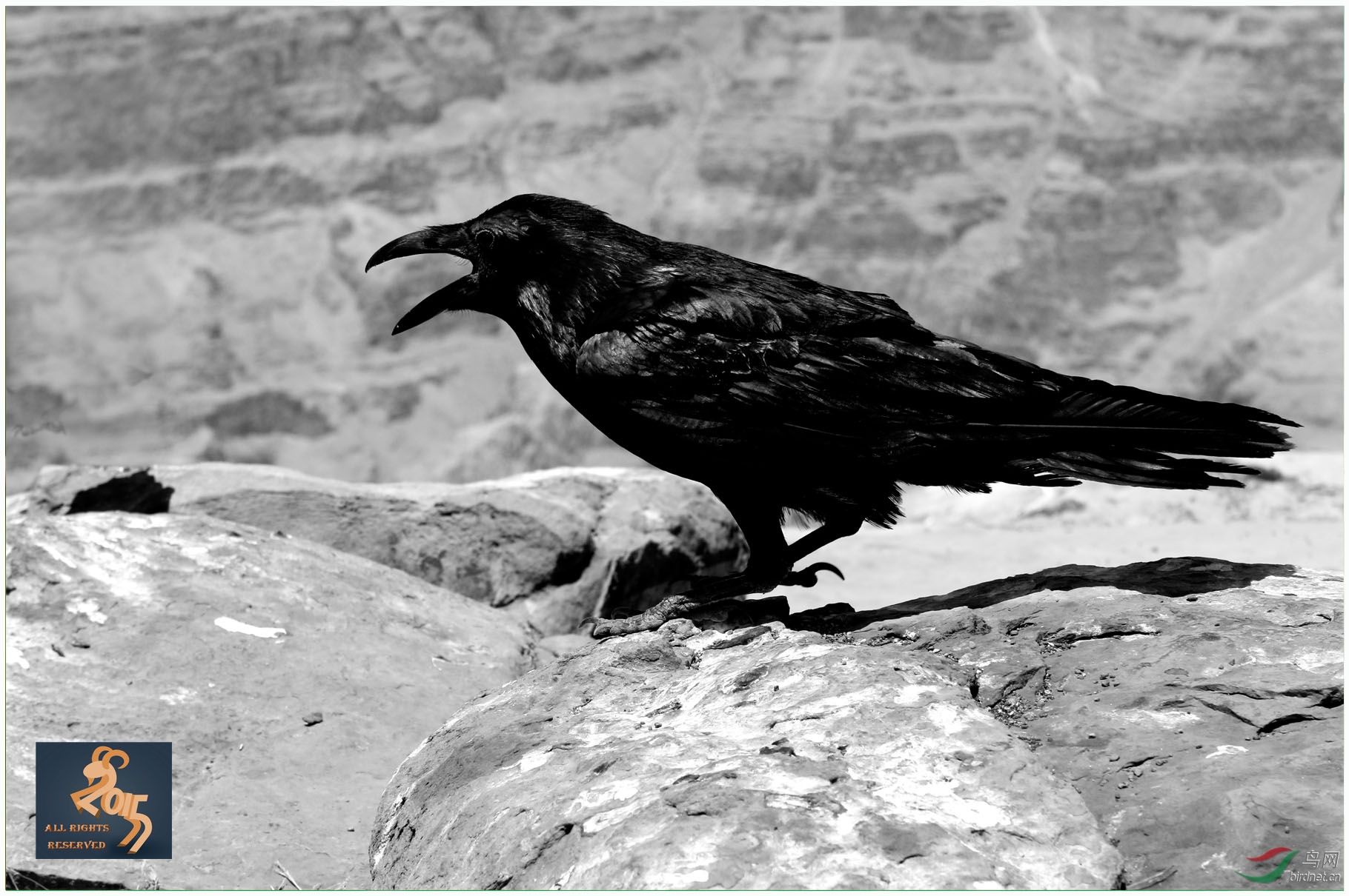 大嘴乌鸦在峡谷