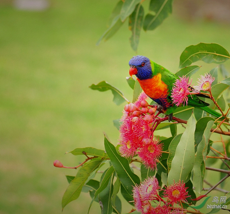 花丛中的彩虹鹦鹉