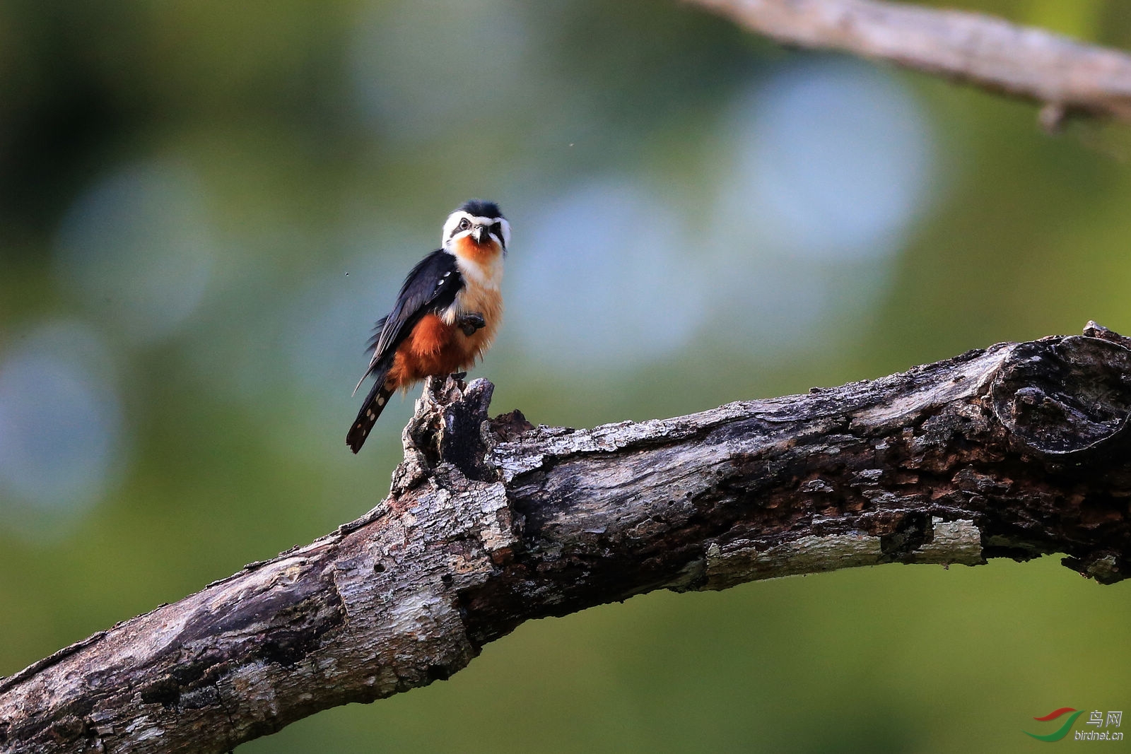 红腿小隼感谢帖红腿小隼首页精华帖