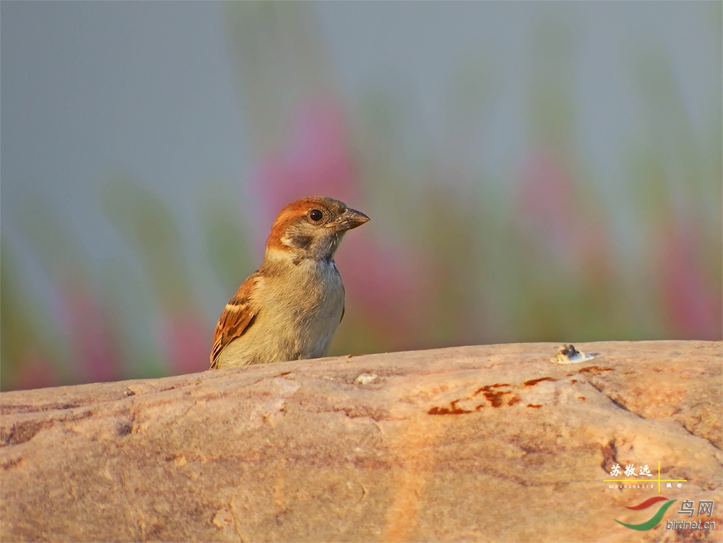 DSCF8531СС.jpg