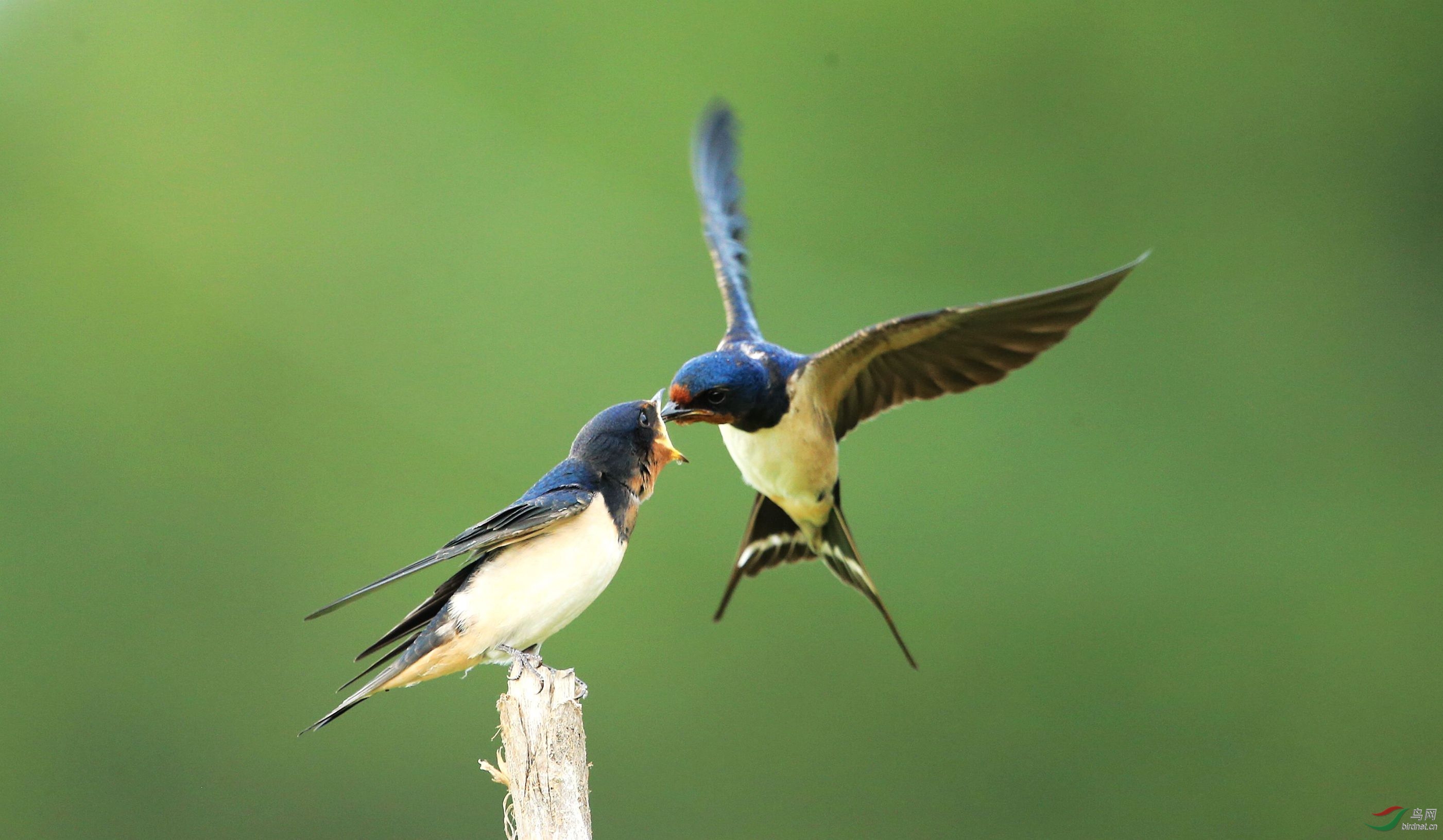 燕妈妈喂小燕子