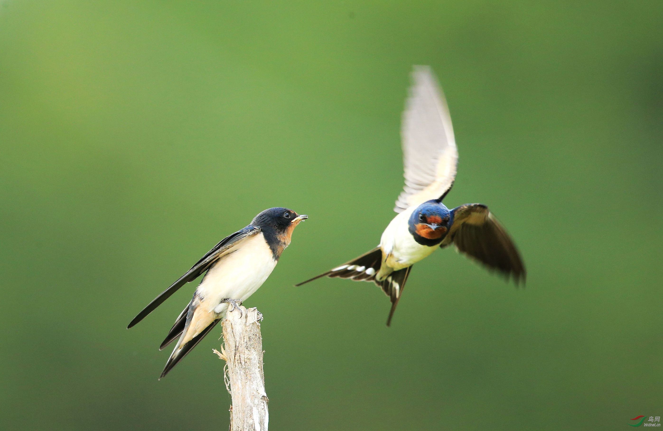燕妈妈喂小燕子