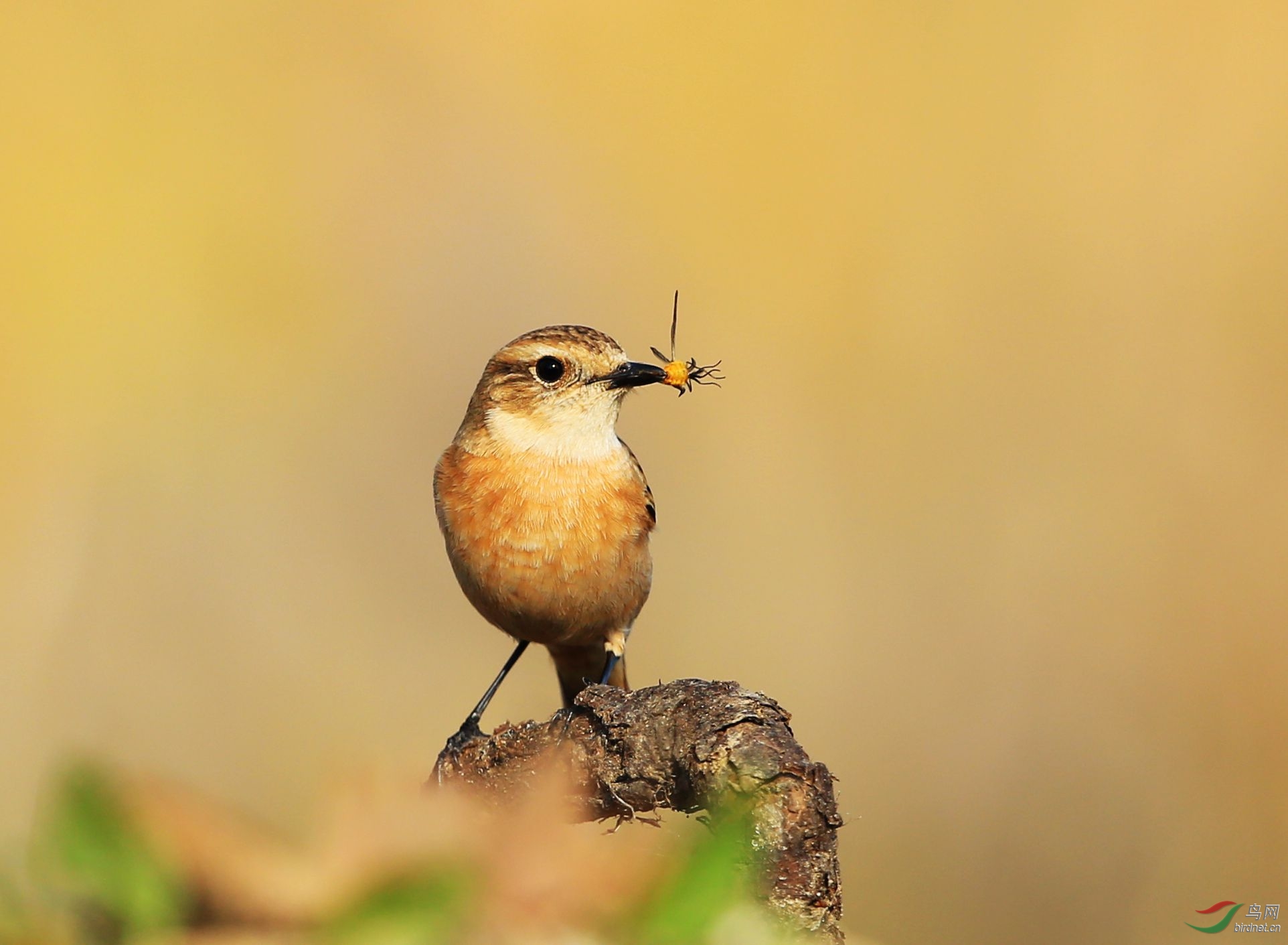 擂台赛 黑喉石46(h10) - 鸟类文化版 鸟网