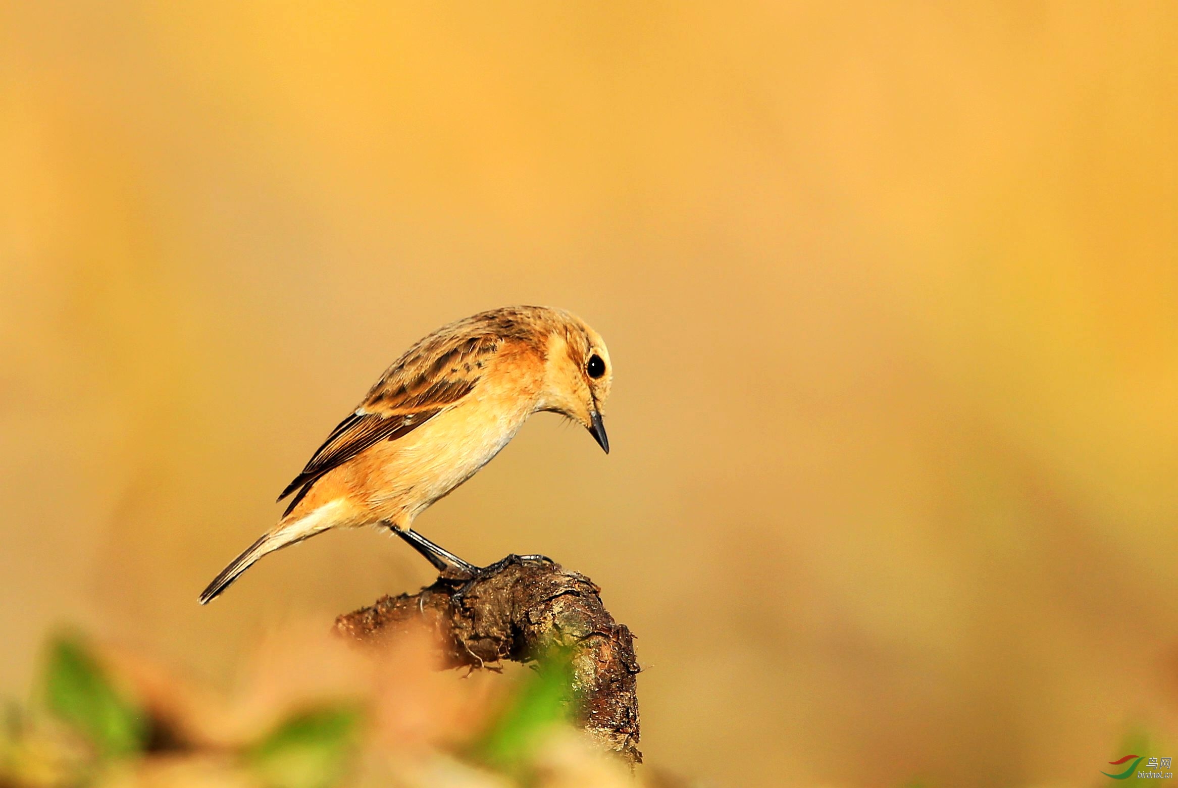 擂台赛 黑喉石46(h10) - 鸟类文化版 鸟网