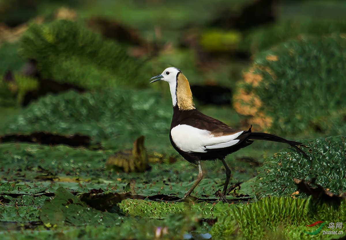 鳞波仙子水稚