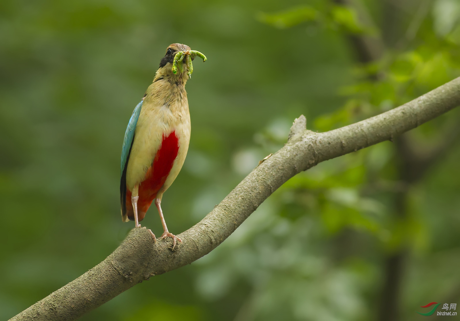 南京明星鸟仙八色鸫