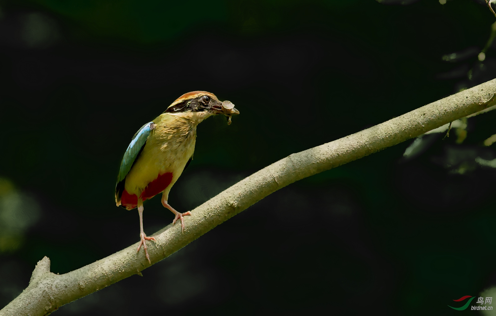 南京明星鸟仙八色鸫