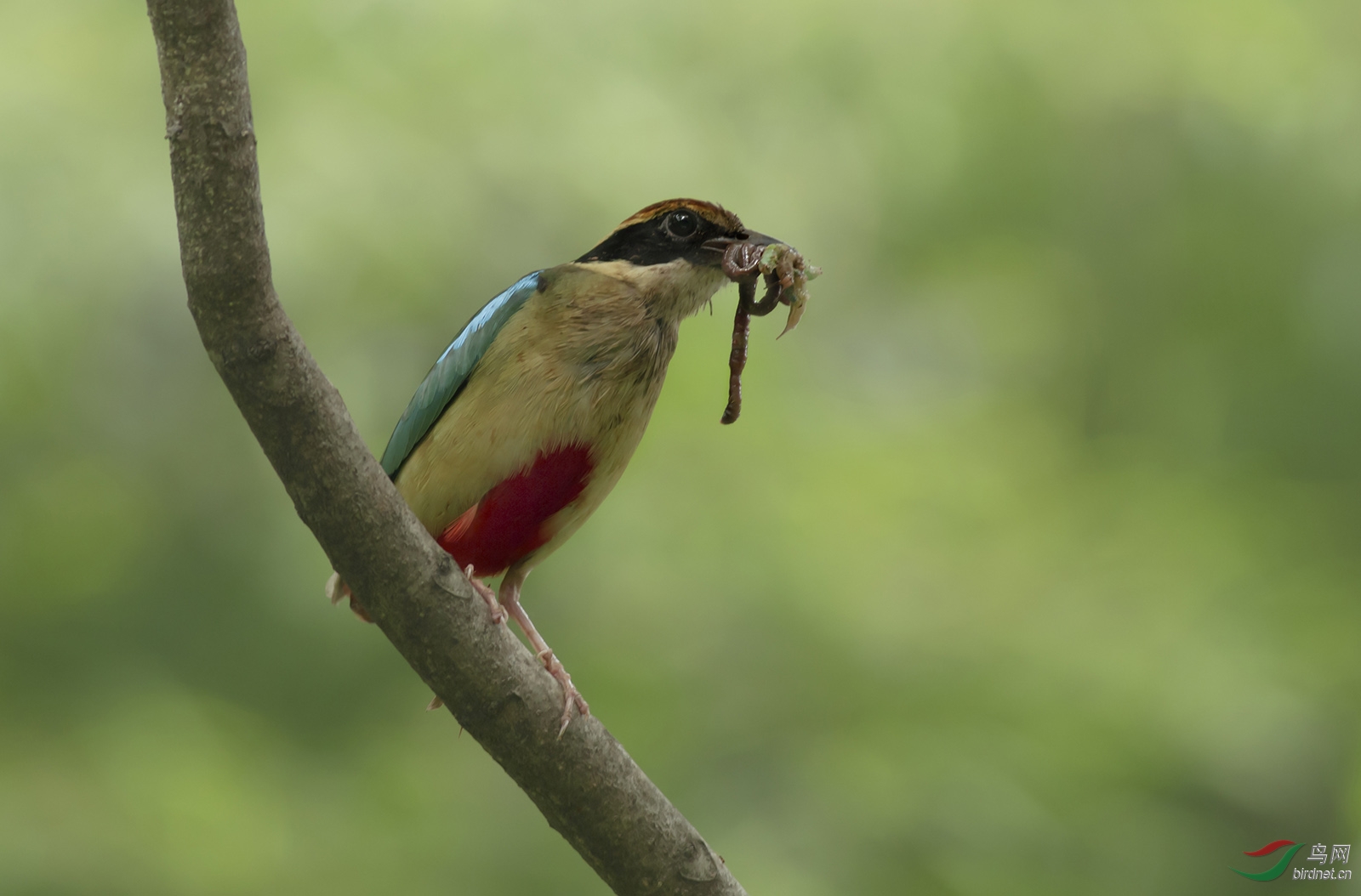 南京明星鸟仙八色鸫