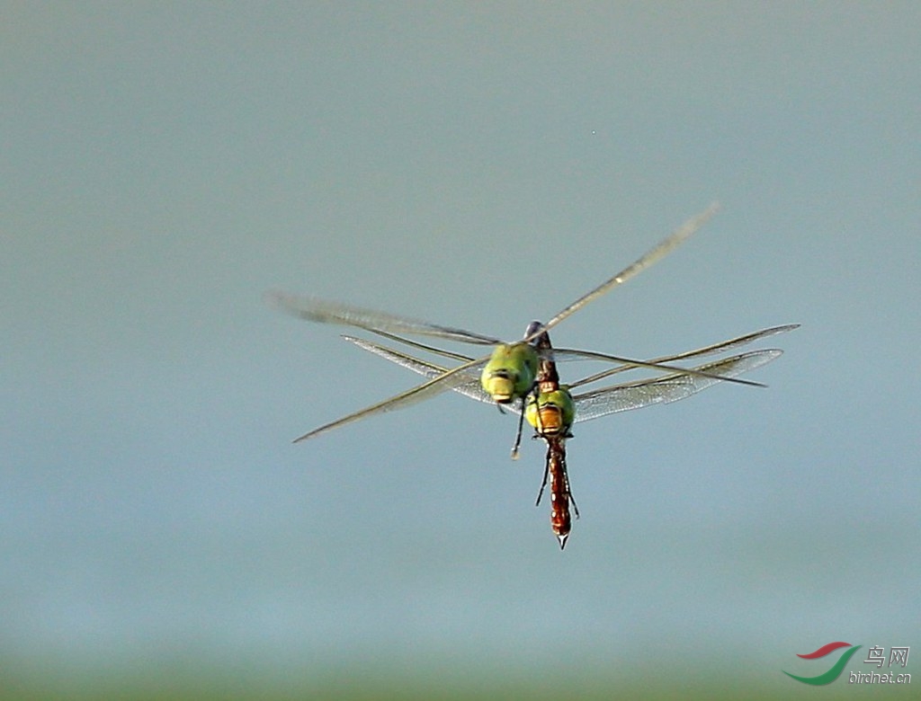 蜻蜓双双飞
