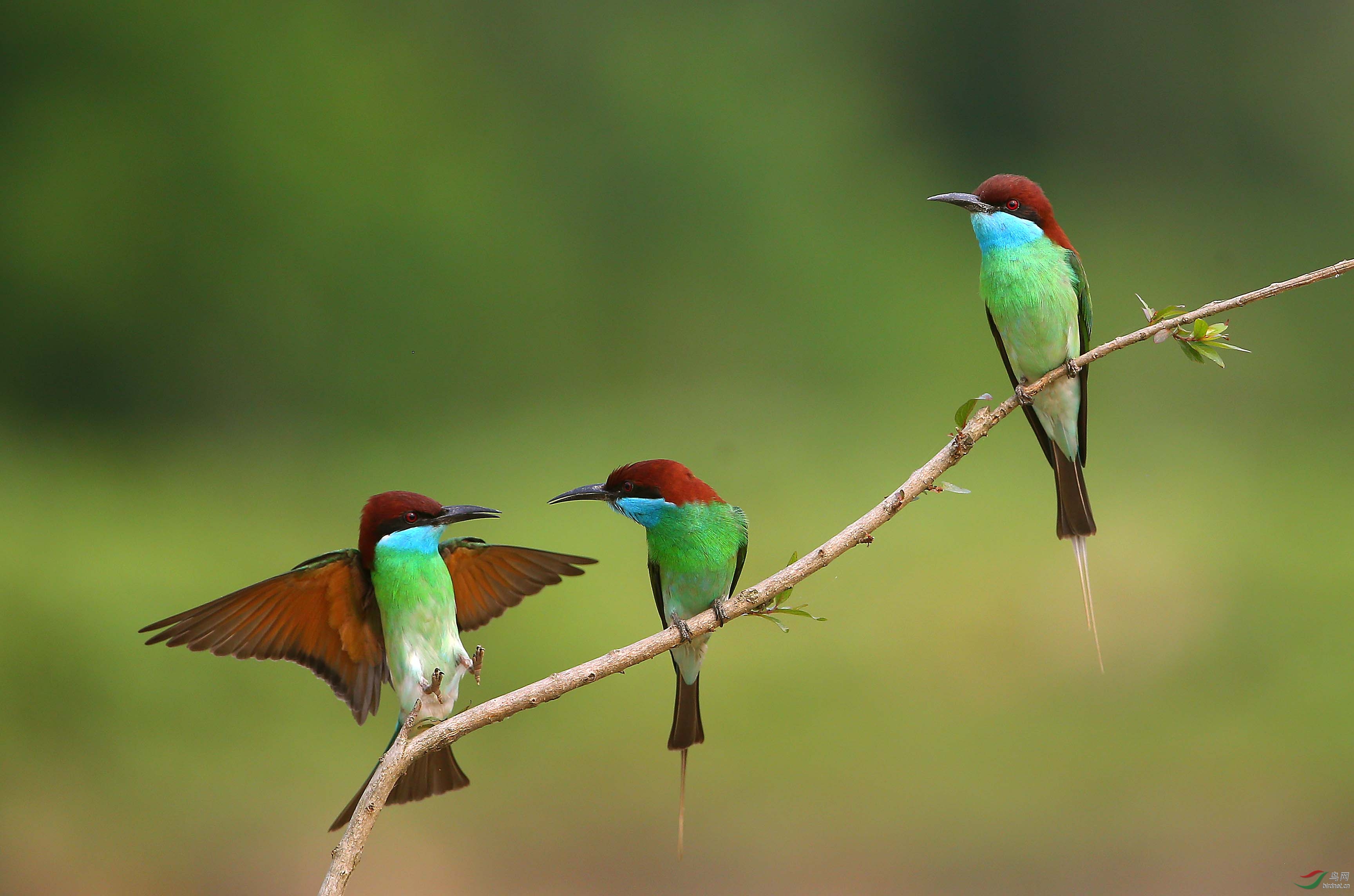 两只蓝喉蜂虎的故事