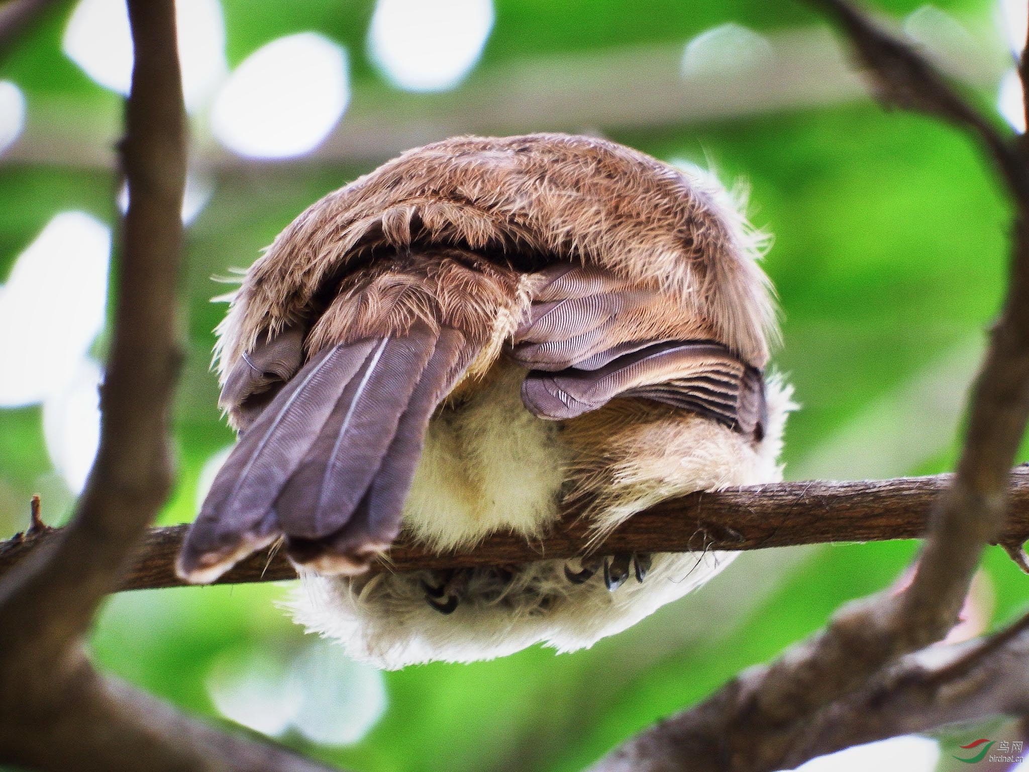 红耳鹎雏鸟图片图片
