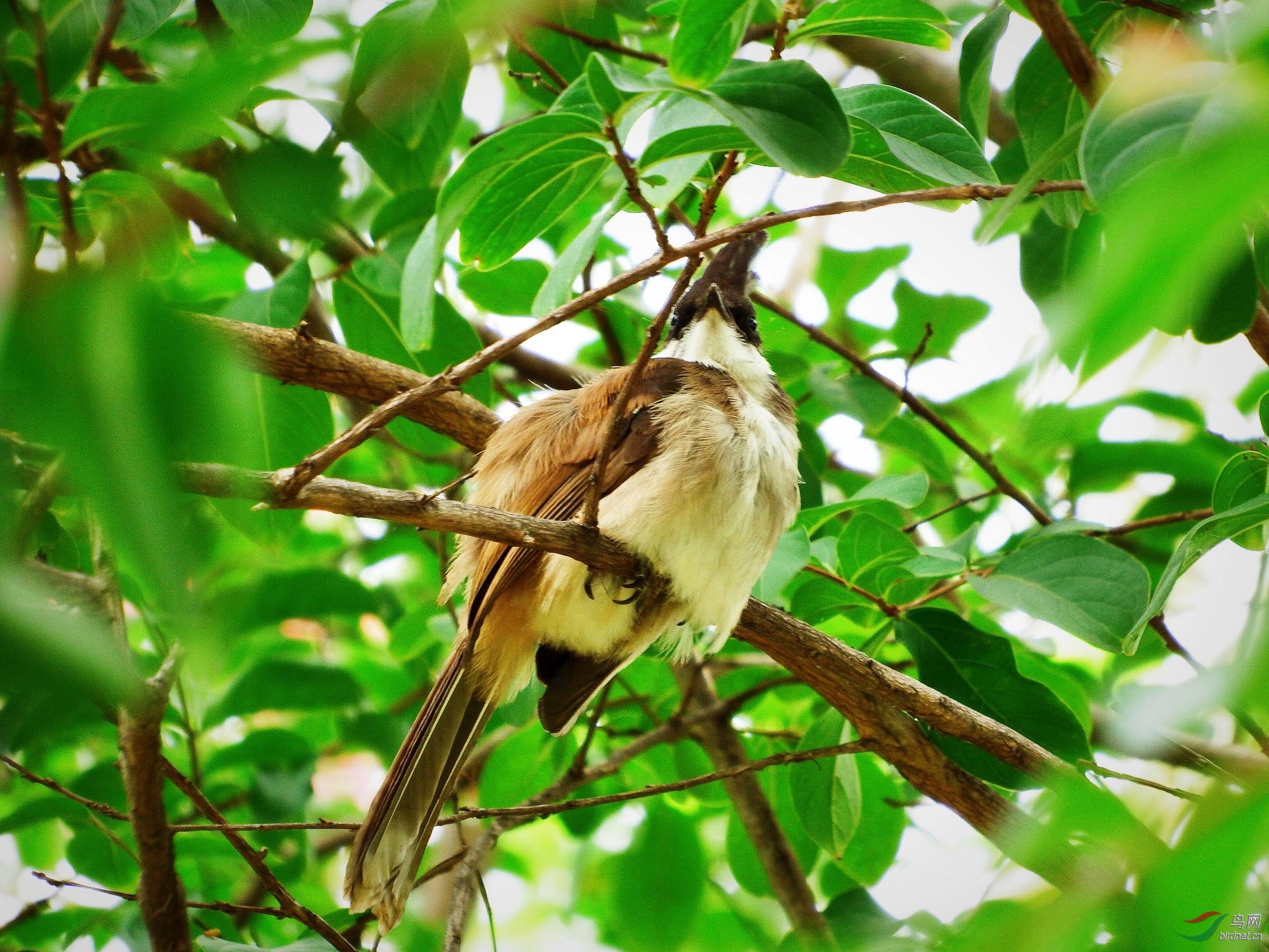 红耳鹎雏鸟分公母图图片