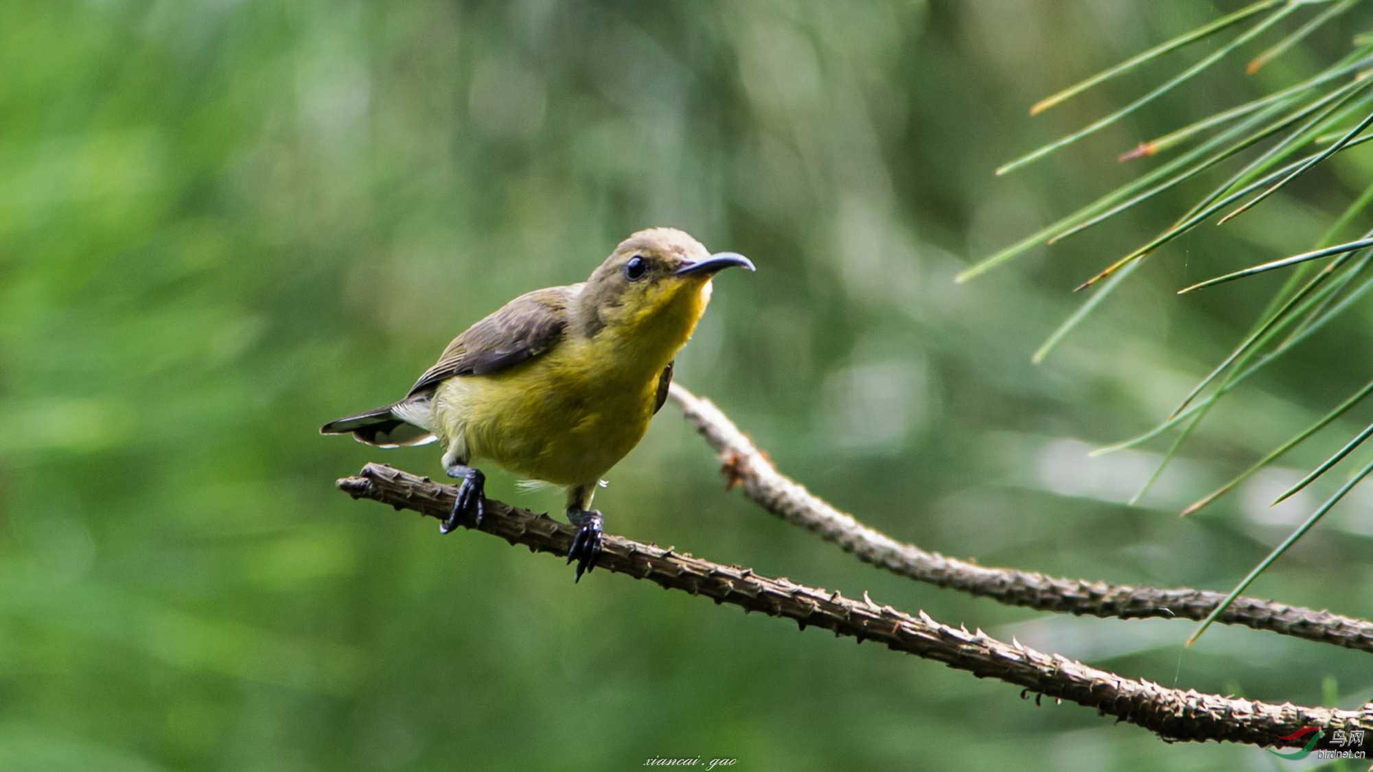 松枝上的黄腹花蜜鸟