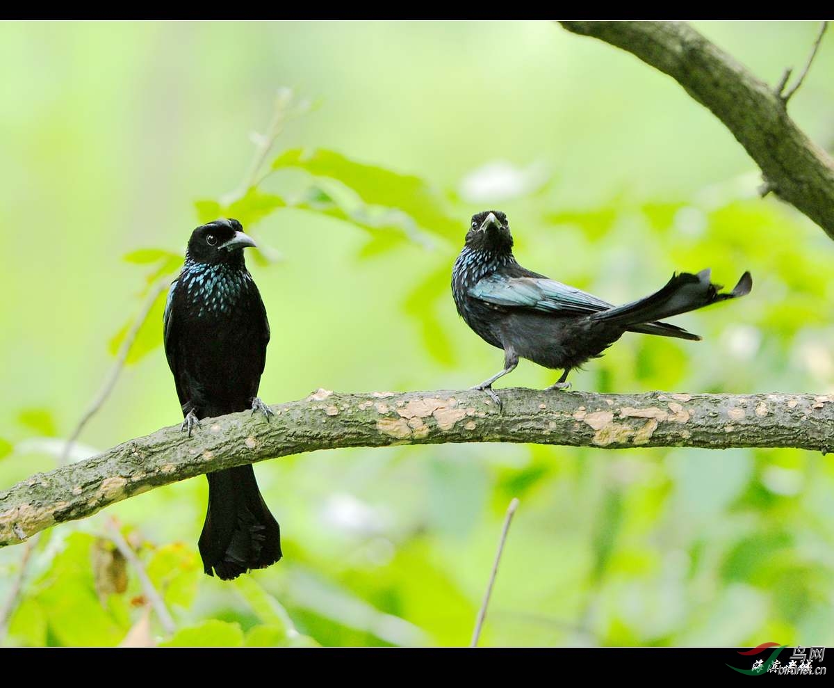 成双成对的发冠卷尾