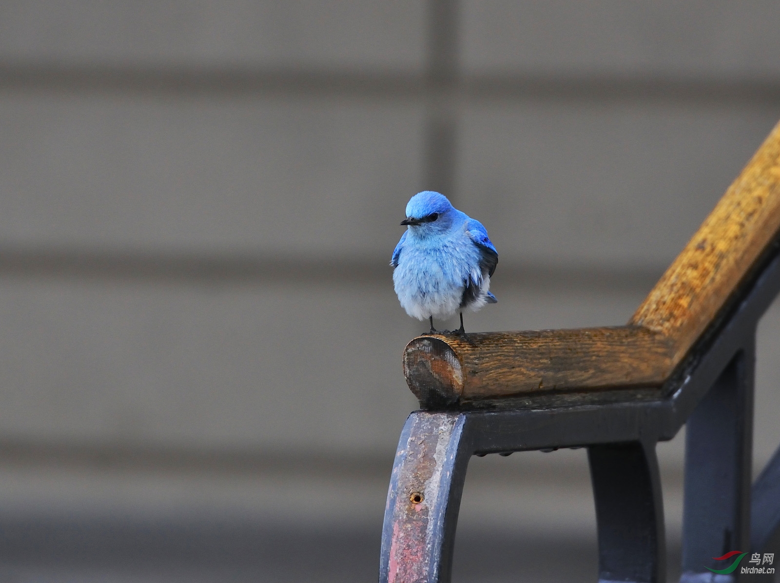 旅馆门前的山蓝鸲