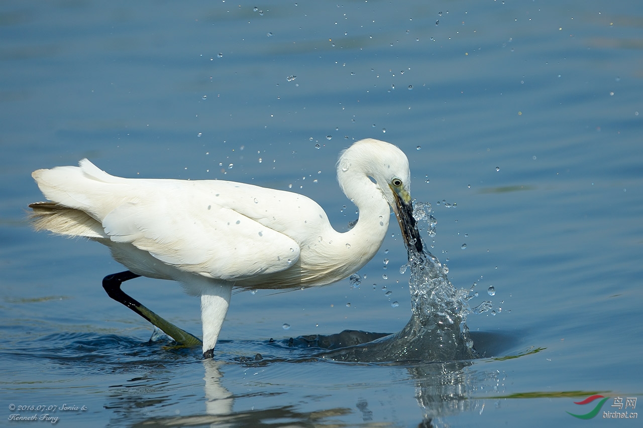 小白鹭之水花四溅