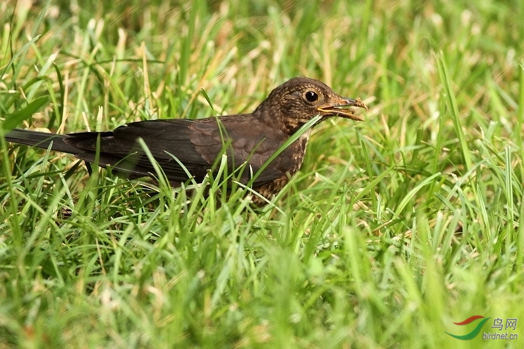 草地里觅食的乌鸫亚成鸟