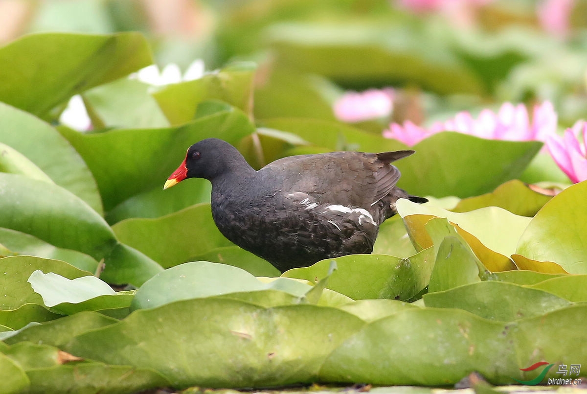 莲石湖的黑水鸡