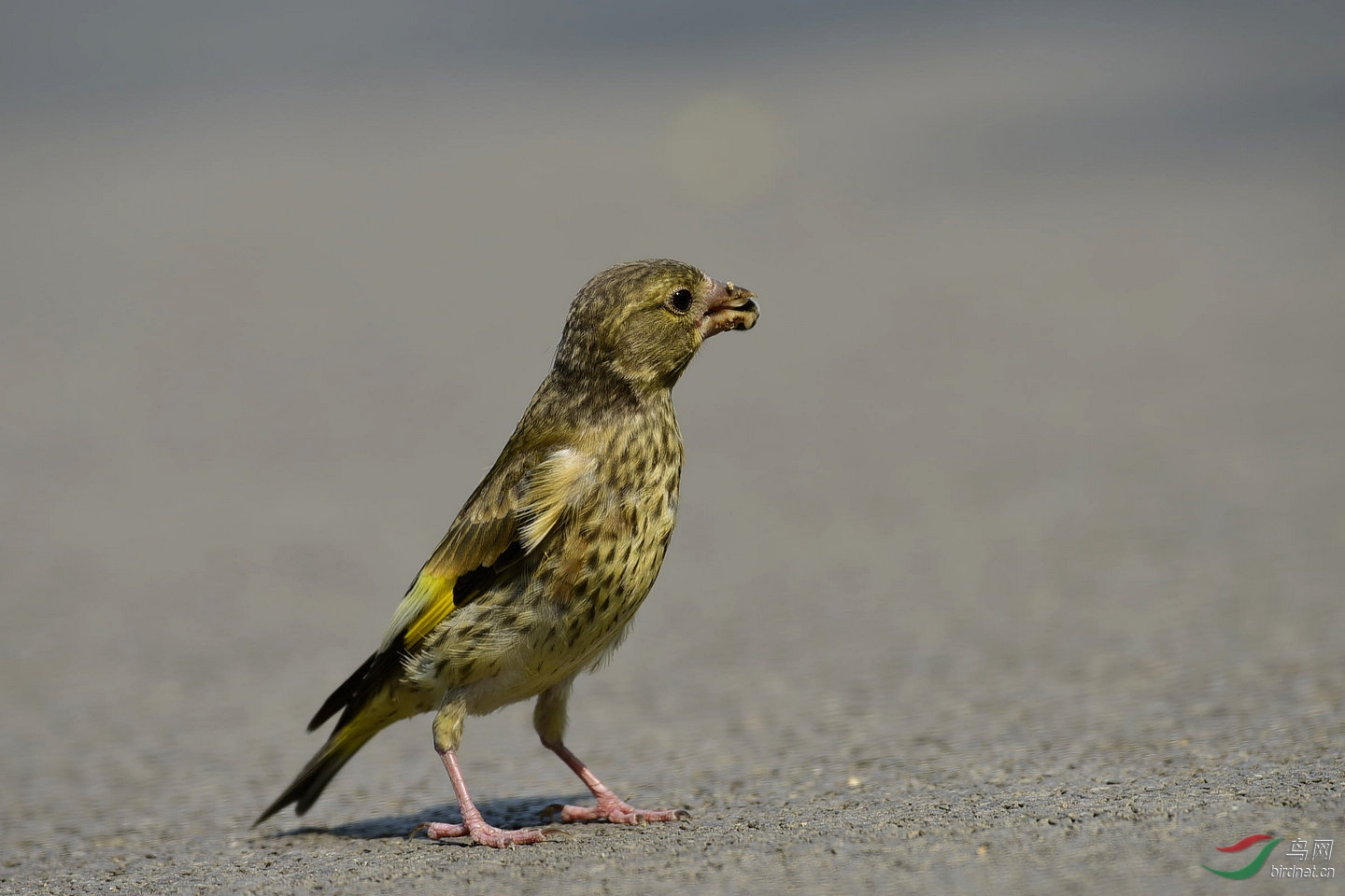 金翅才拿地雏鸟
