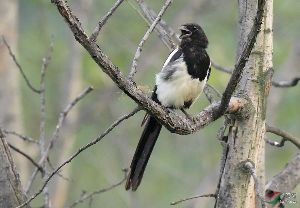 喜鹊- 林鸟版 鸟网