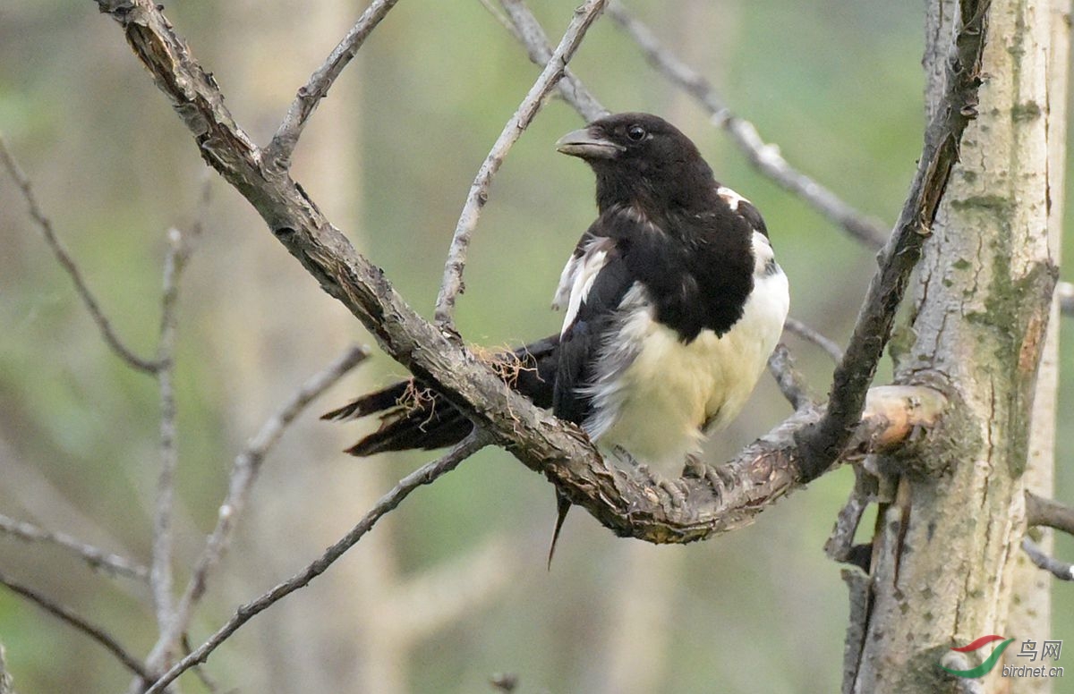 喜鹊- 林鸟版 鸟网