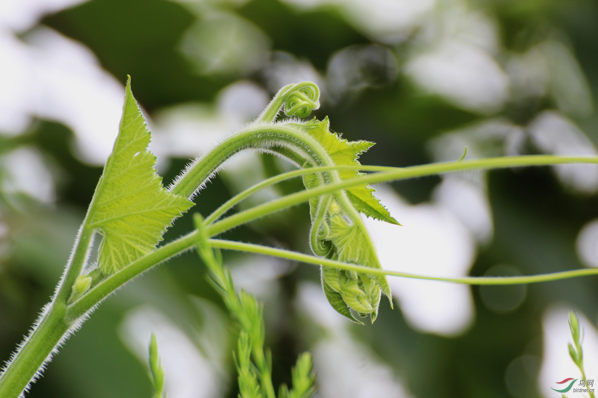 南瓜藤嫩叶