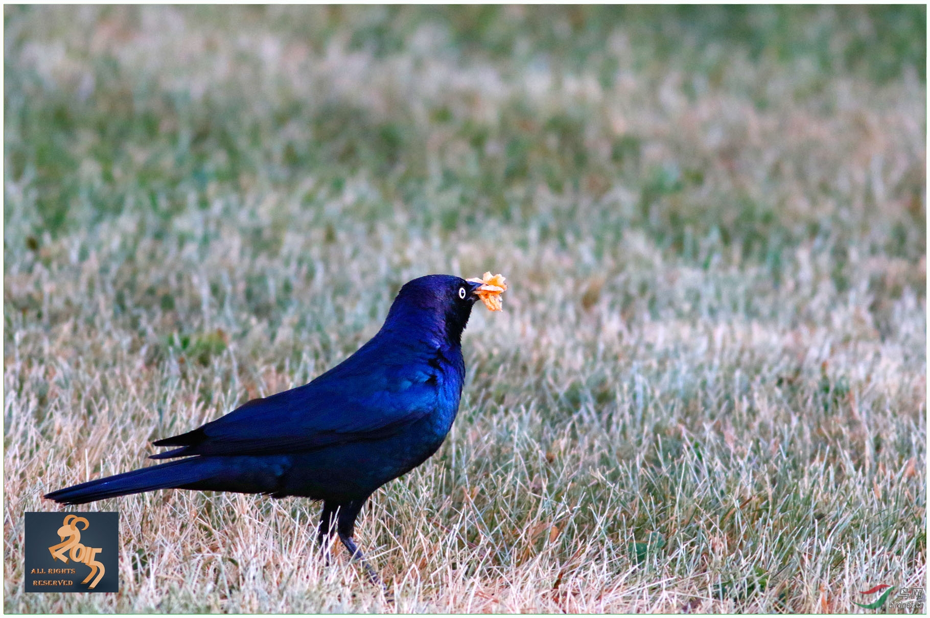 黑头蓝色羽毛的鸟图片