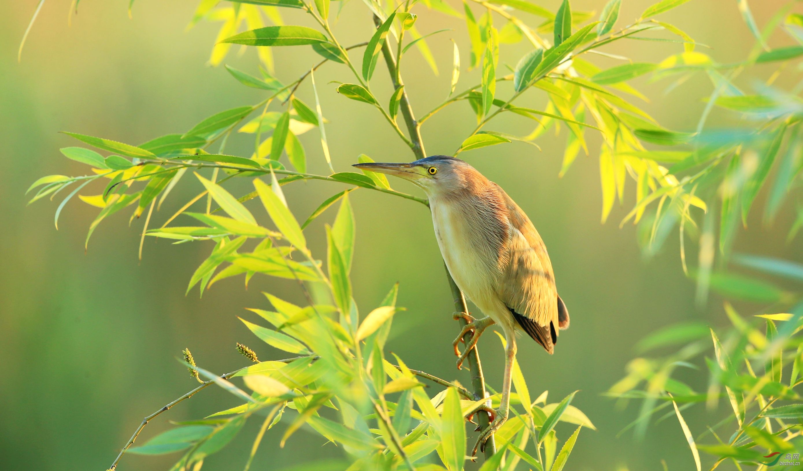 清晨站在柳树上的黄苇鳽