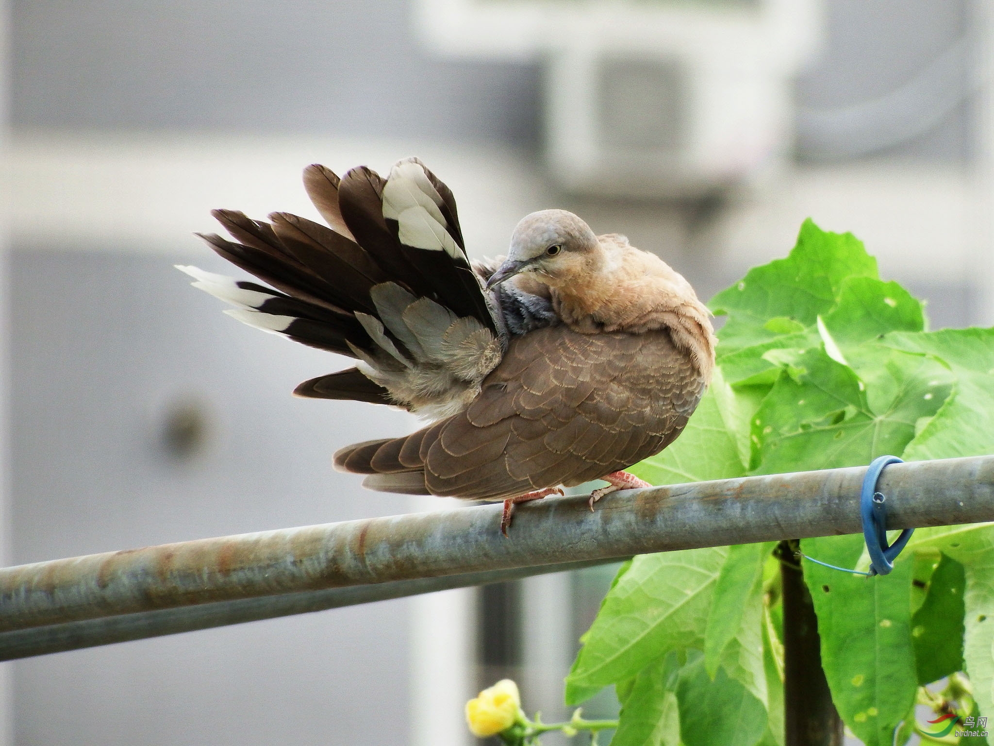 珠颈斑鸠 亚成鸟