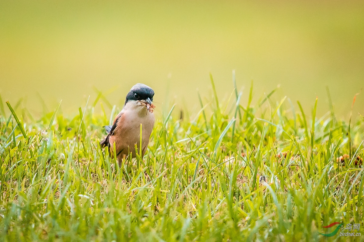 棕背伯劳捕食组图一