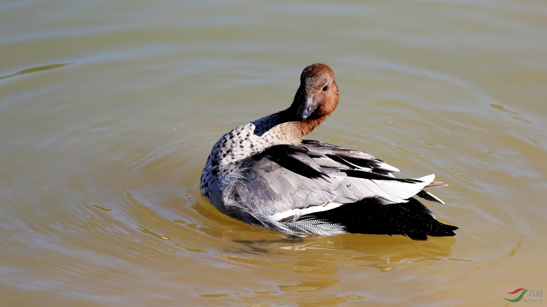 鬃林鸭 - 辽宁版 liaoning鸟网