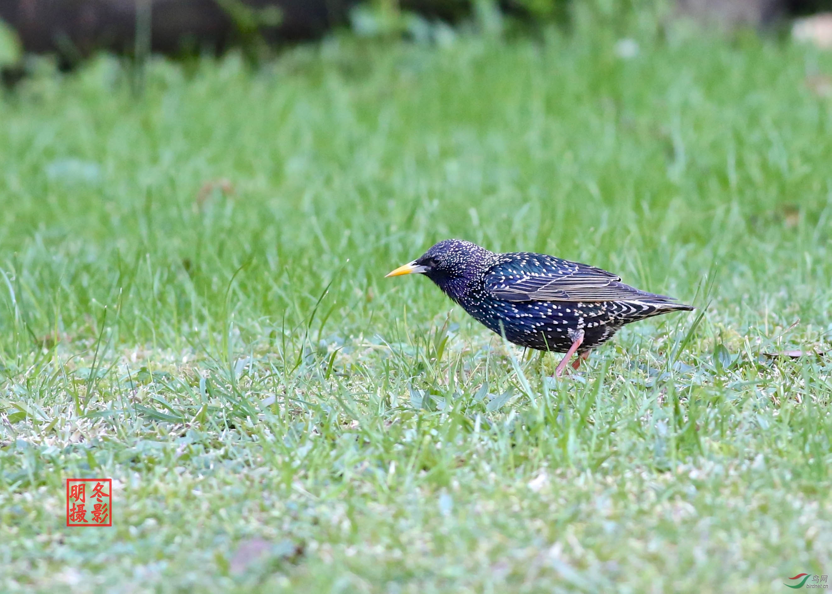 奥克兰清晨拍紫翅椋鸟 - 黑龙江版 heilongjiang 鸟网