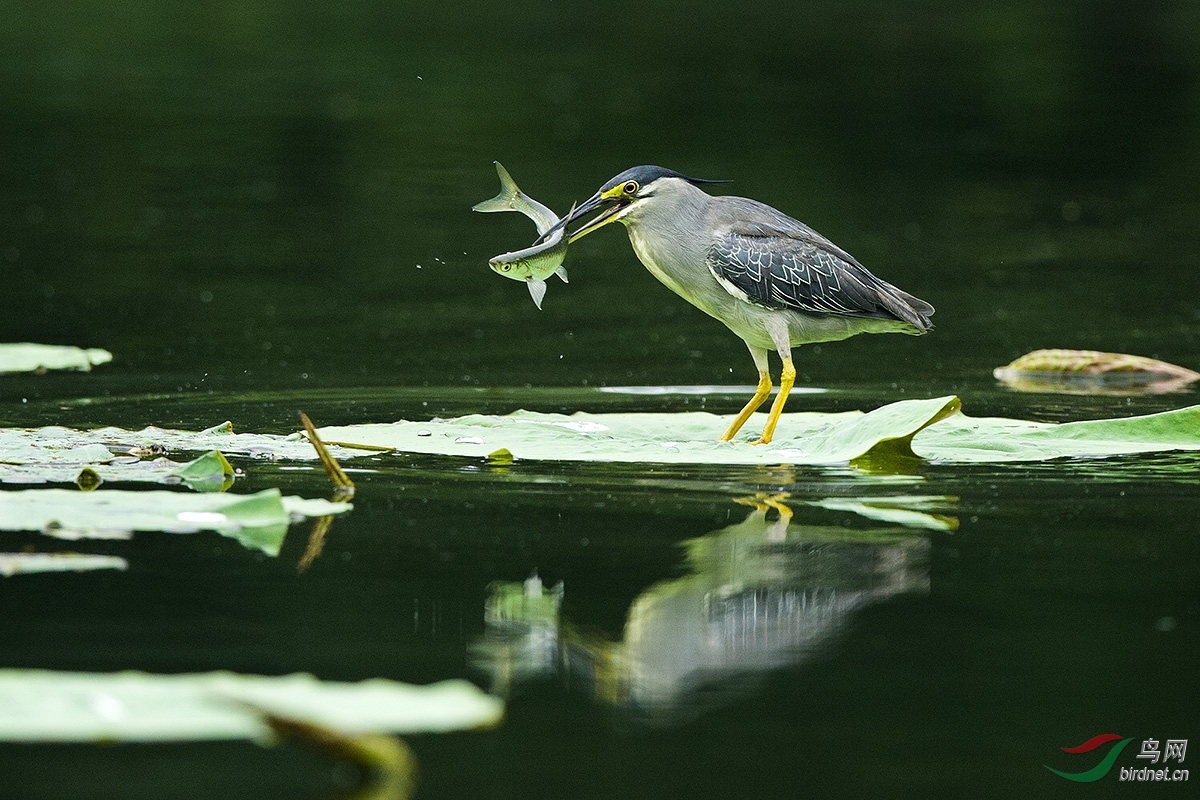 绿鹭抓鱼 - 水鸟版 鸟网