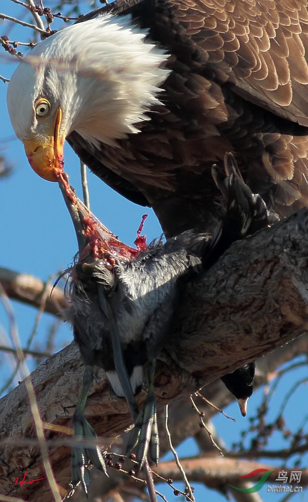 白头鹰猎食黑水鸡