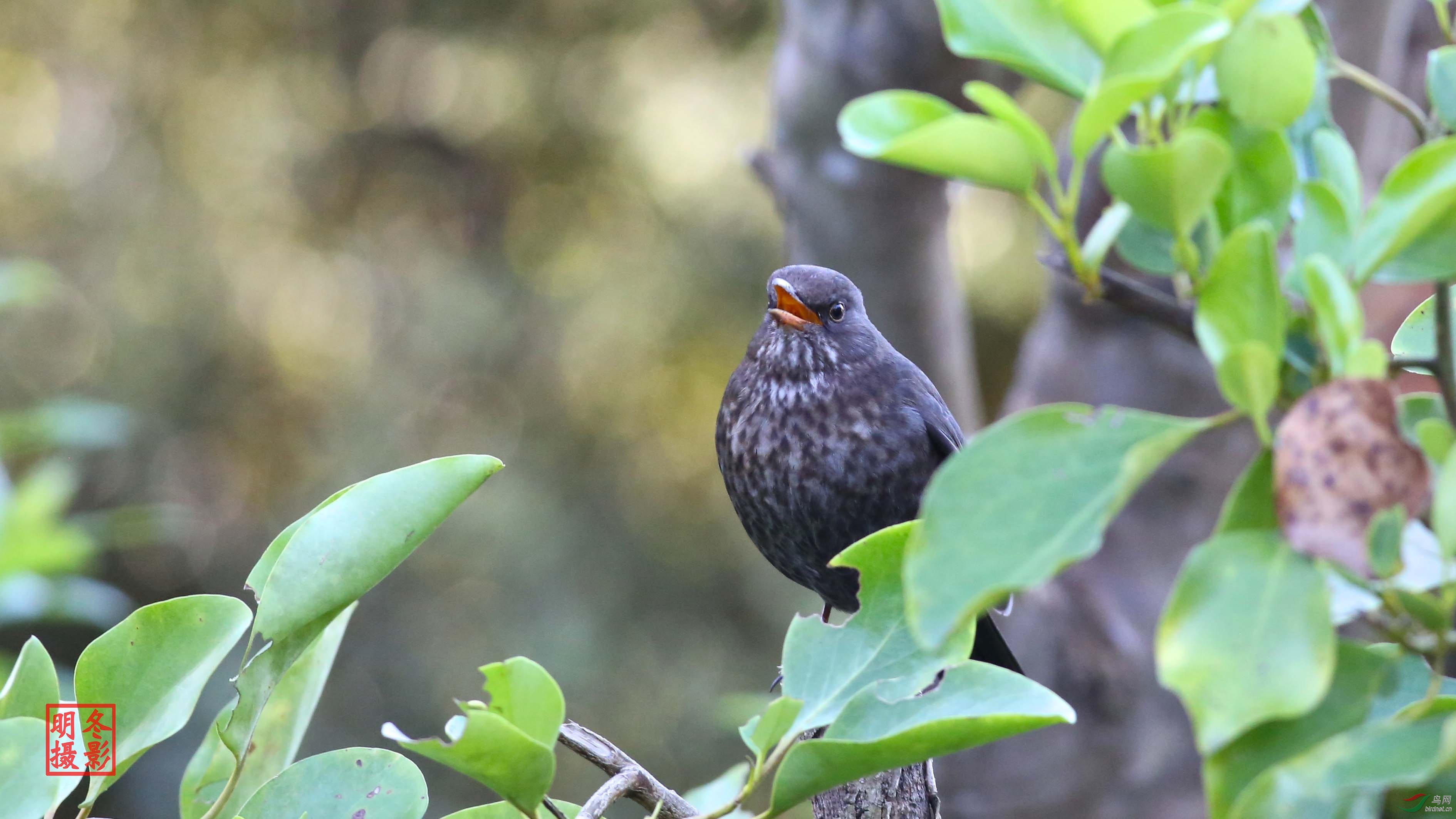 瑞典国鸟乌鸫拍摄于奥克兰