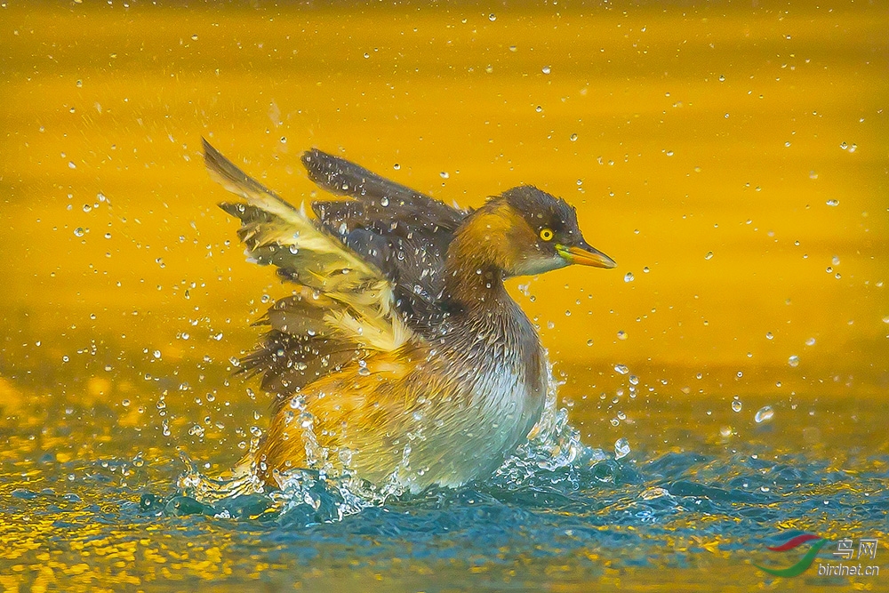 小䴙䴘 - 艺术创意版 鸟网
