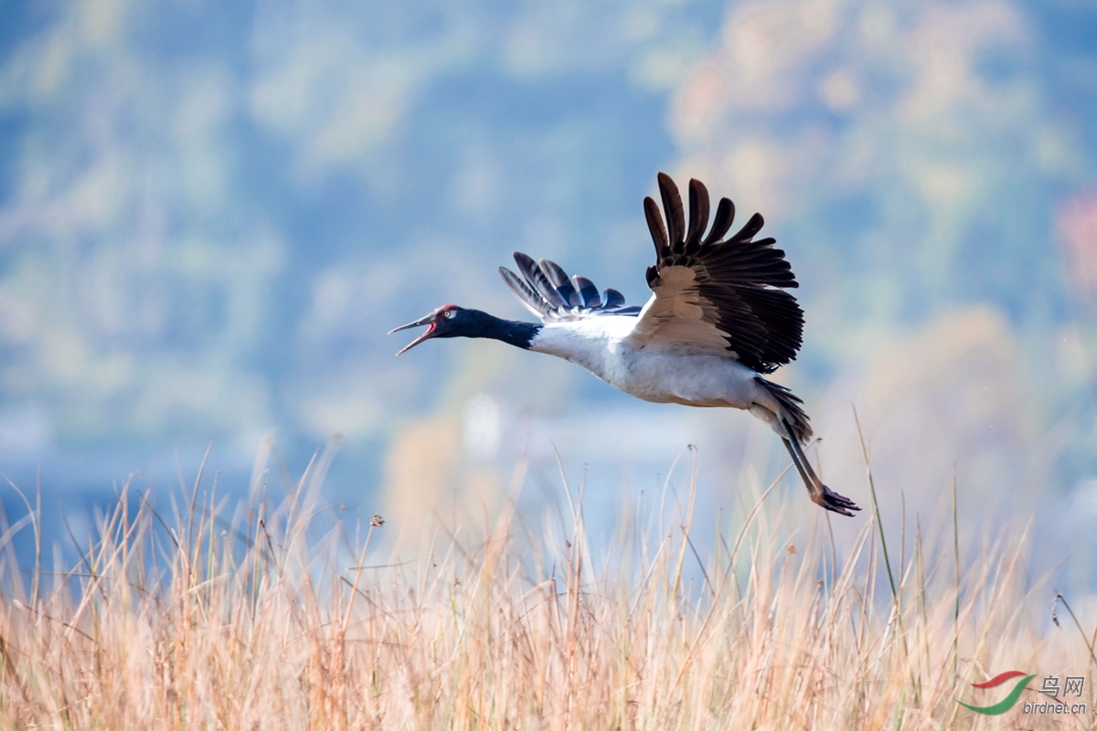 飞翔的黑颈鹤
