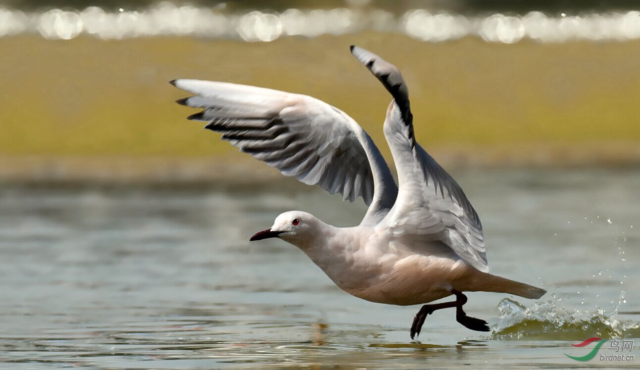 祝賀鳥網山西版建立