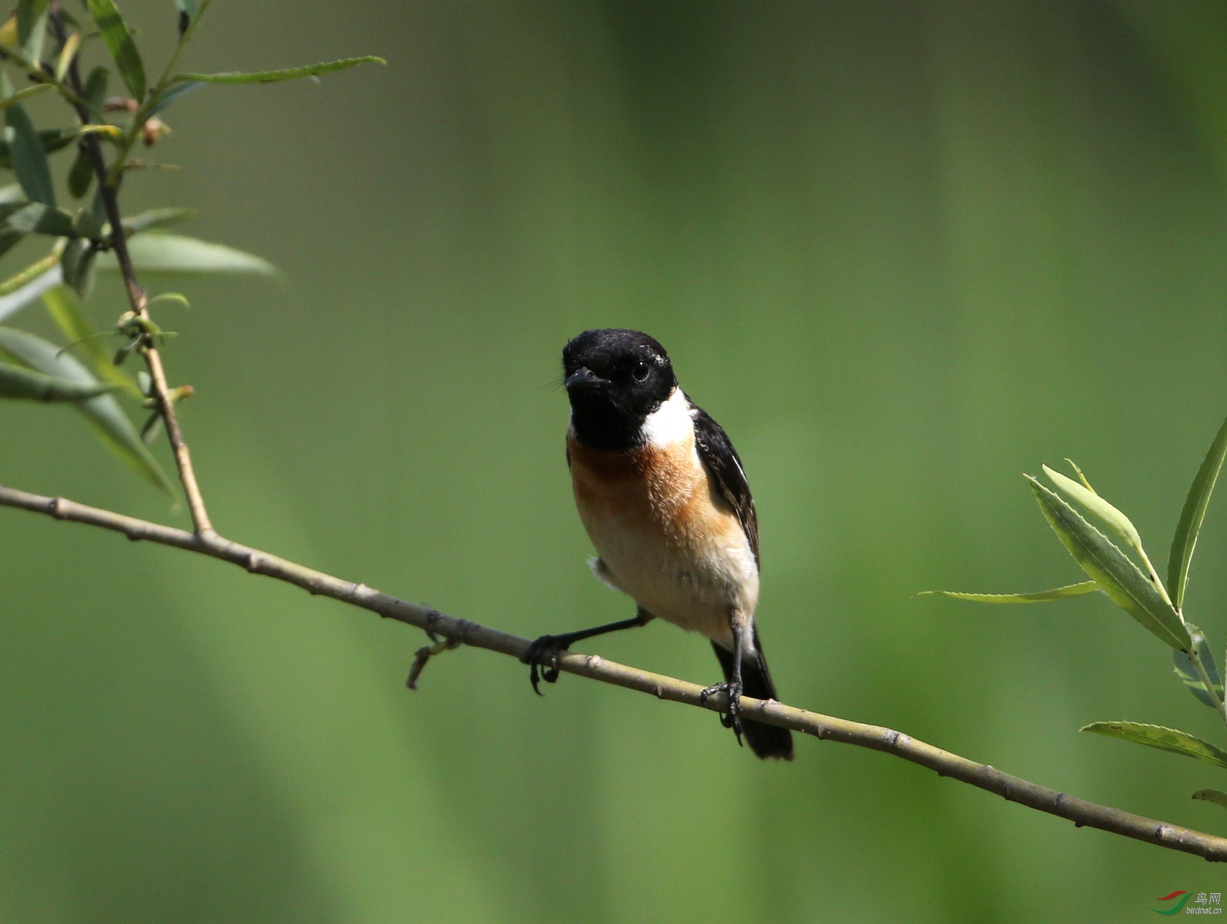 柳枝上的黑喉石矶