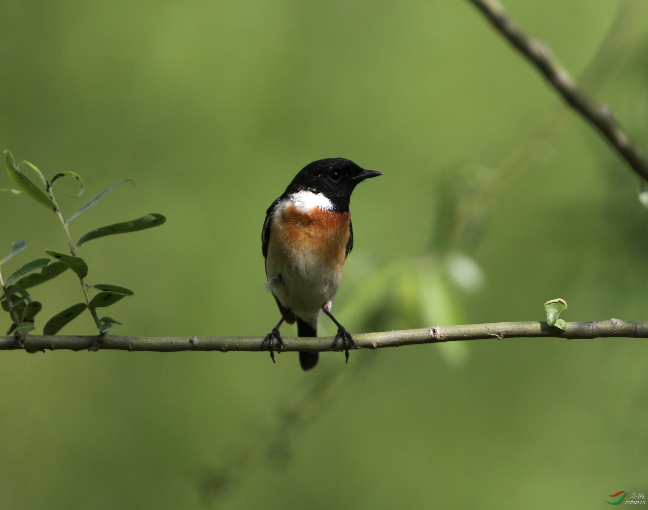 柳枝上的黑喉石矶