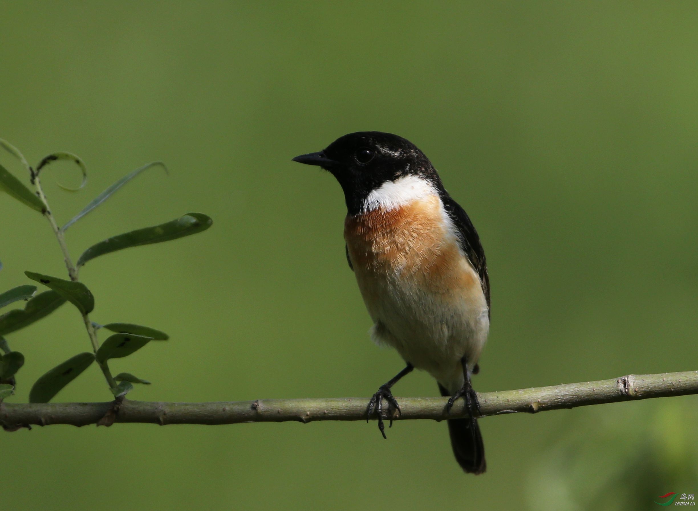 柳枝上的黑喉石矶