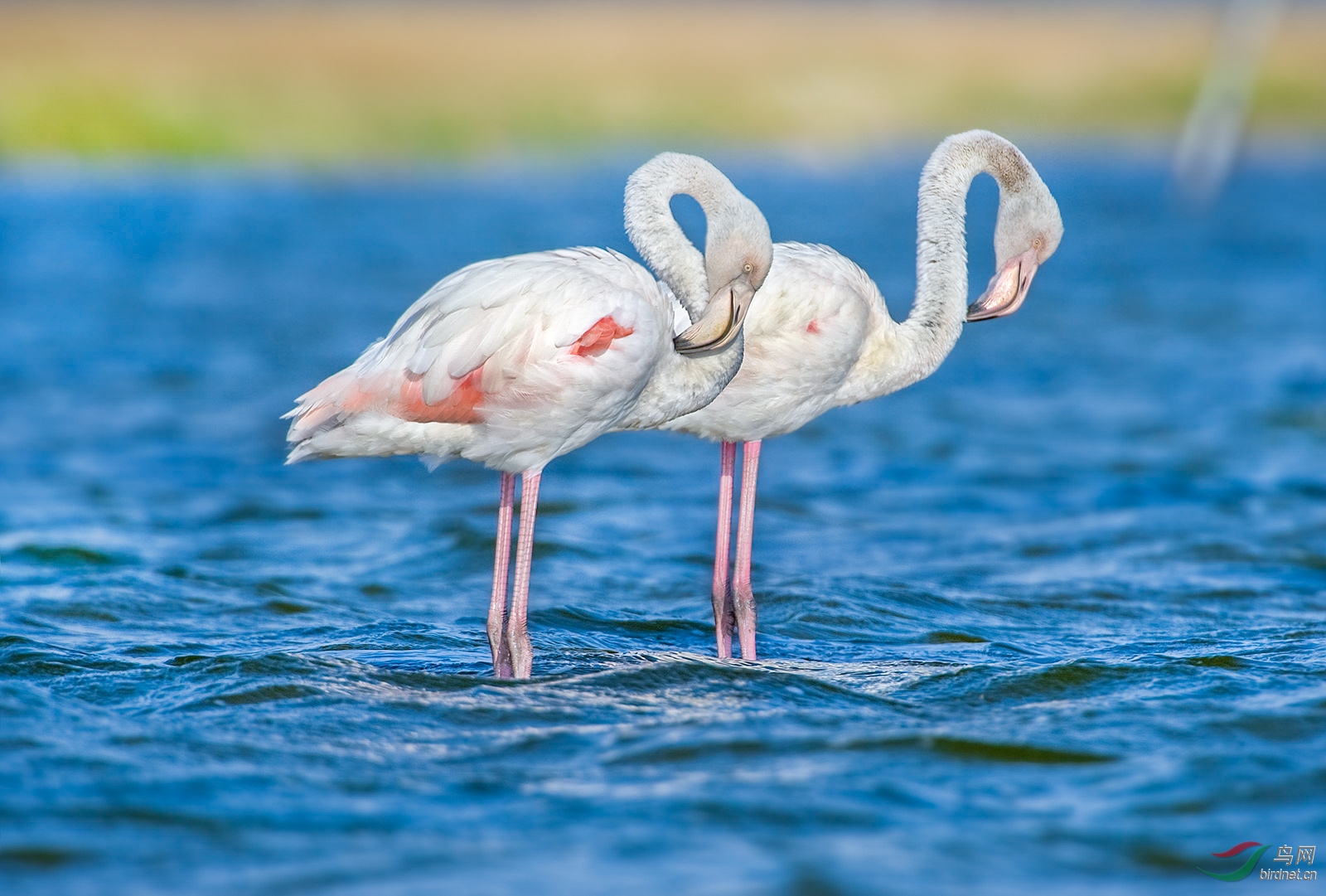 大红鹳大红鹳greaterflamingo荣获鸟网首页每日精华8