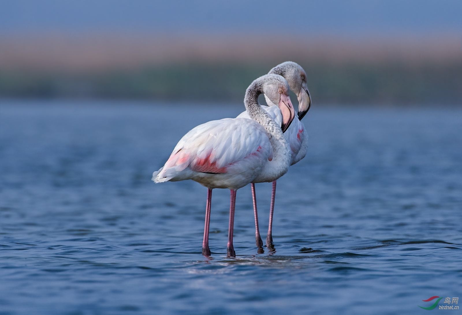 (大红鹳)大红鹳 greater flamingo 《荣获鸟网首页每日精华》8#